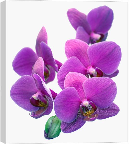 Orchid Flower Canvas Print by Mike Routley