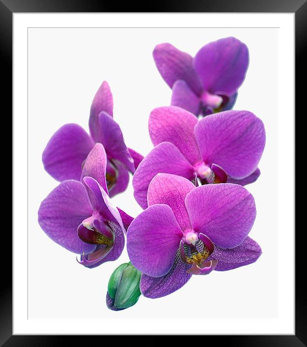 Orchid Flower Framed Mounted Print by Mike Routley