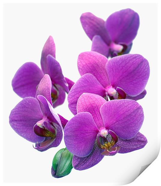 Orchid Flower Print by Mike Routley