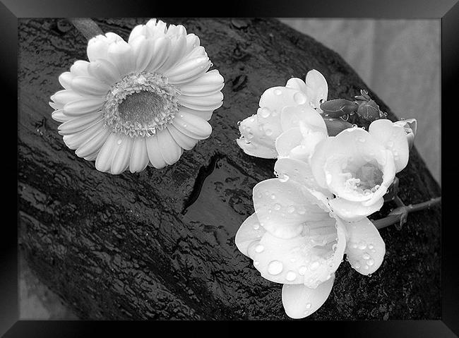 Flowers on Driftwood in the Rain Framed Print by Mike Routley
