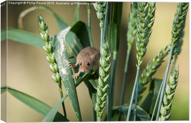  Harvest Mouse in the Grass Canvas Print by Philip Pound