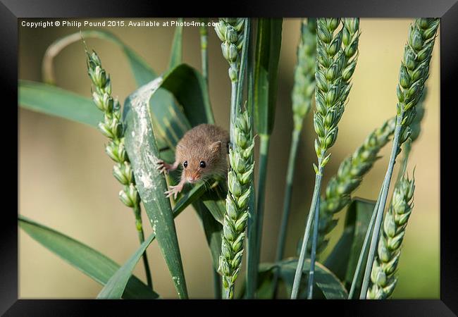  Harvest Mouse in the Grass Framed Print by Philip Pound
