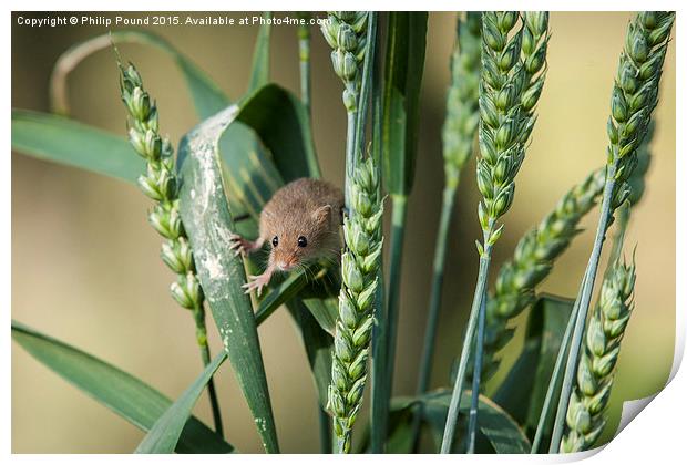  Harvest Mouse in the Grass Print by Philip Pound