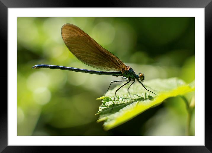  Dragonfly  Framed Mounted Print by Andrew Richards