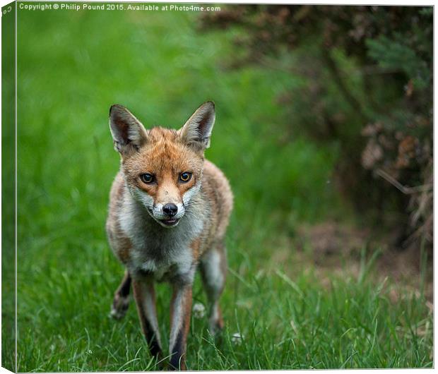  Red Fox in the grass Canvas Print by Philip Pound