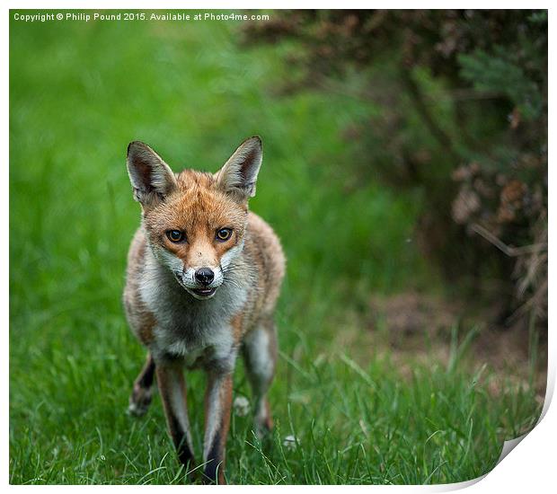  Red Fox in the grass Print by Philip Pound