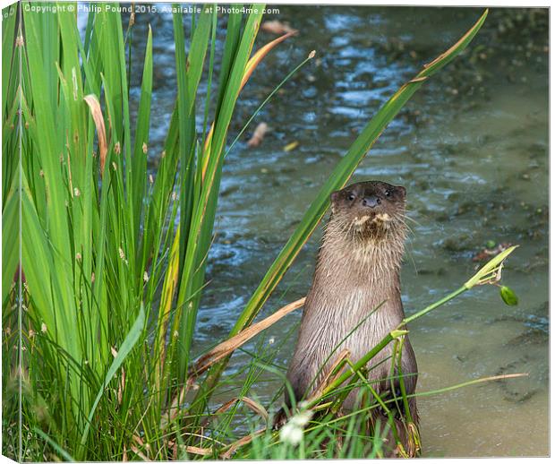 Otter Standing on the banks of a pond Canvas Print by Philip Pound