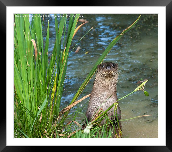 Otter Standing on the banks of a pond Framed Mounted Print by Philip Pound