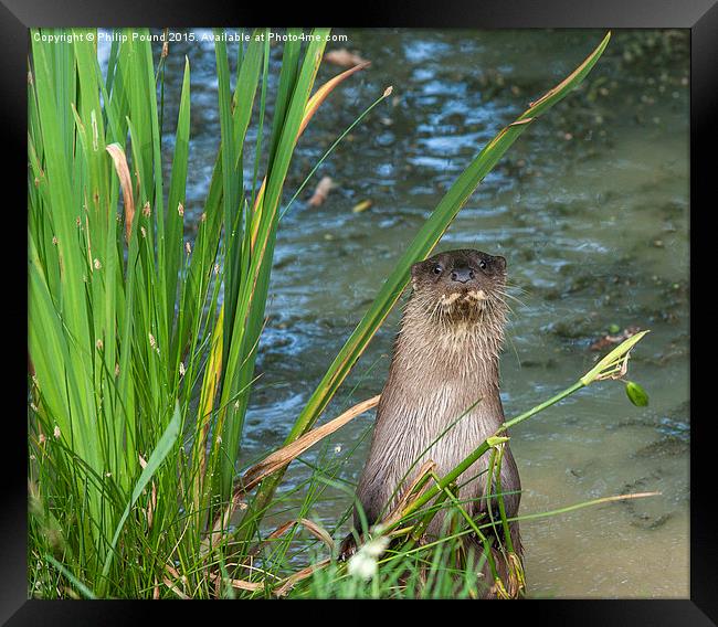  Otter Standing on the banks of a pond Framed Print by Philip Pound