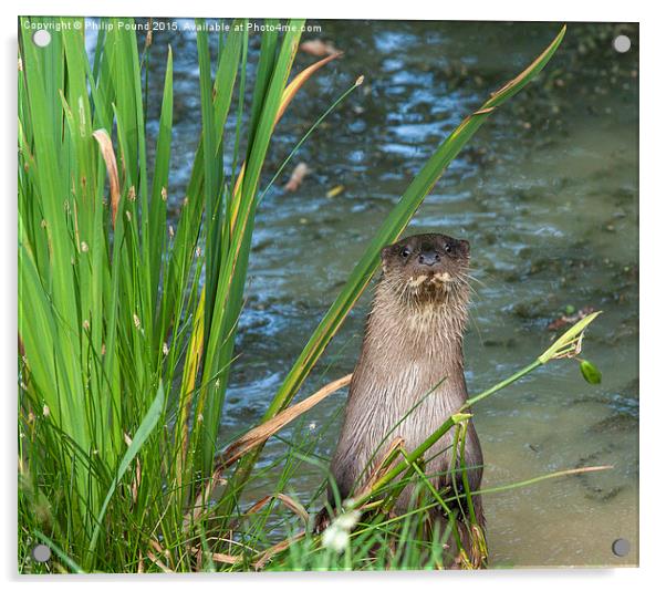  Otter Standing on the banks of a pond Acrylic by Philip Pound