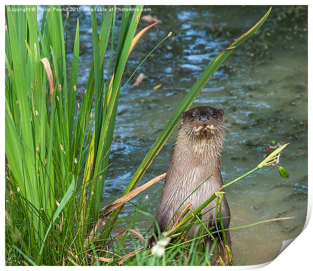  Otter Standing on the banks of a pond Print by Philip Pound