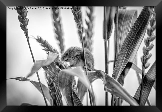  Harvest Mouse  Framed Print by Philip Pound