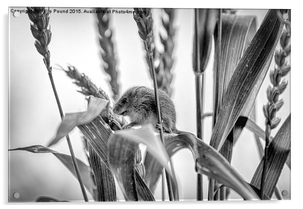  Harvest Mouse  Acrylic by Philip Pound