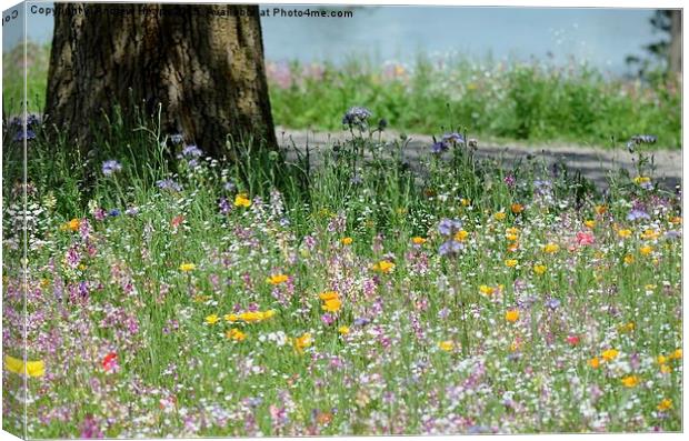  Meadow Flowers Canvas Print by Andrew Heaps