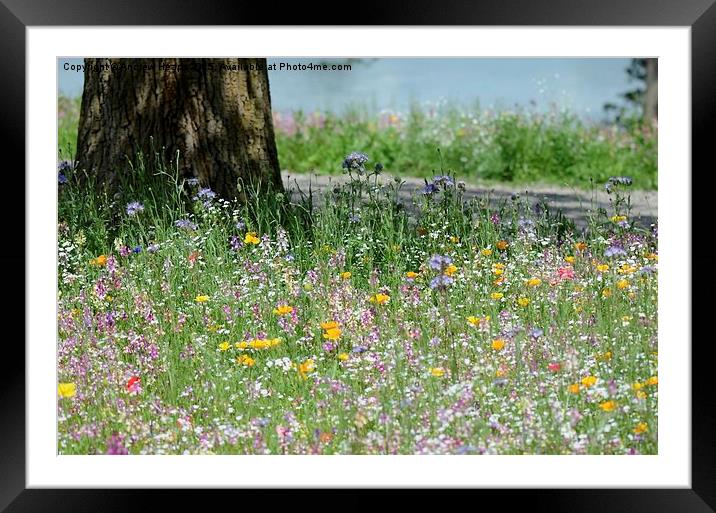 Meadow Flowers Framed Mounted Print by Andrew Heaps