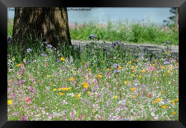  Meadow Flowers Framed Print by Andrew Heaps