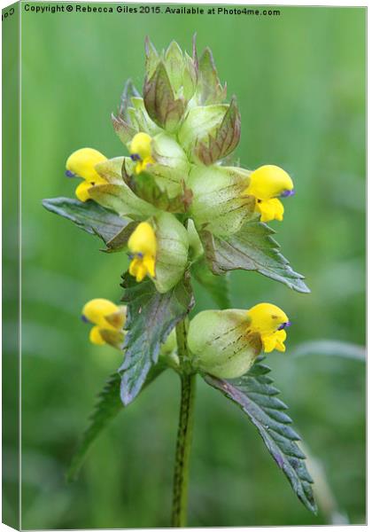  Rhinanthus minor  Canvas Print by Rebecca Giles
