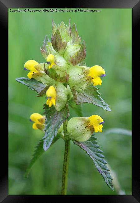  Rhinanthus minor  Framed Print by Rebecca Giles