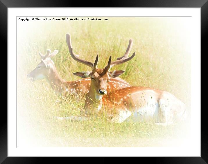  Deer at rest Framed Mounted Print by Sharon Lisa Clarke