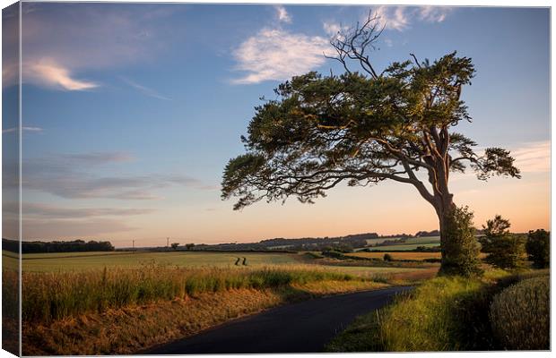  The hanging tree Canvas Print by Ian Hufton