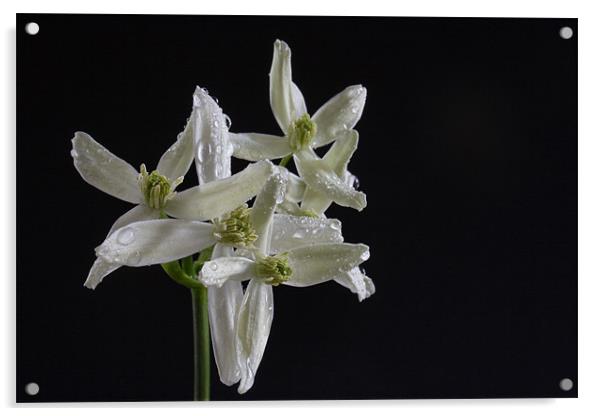 White Clematis Acrylic by Ann Garrett