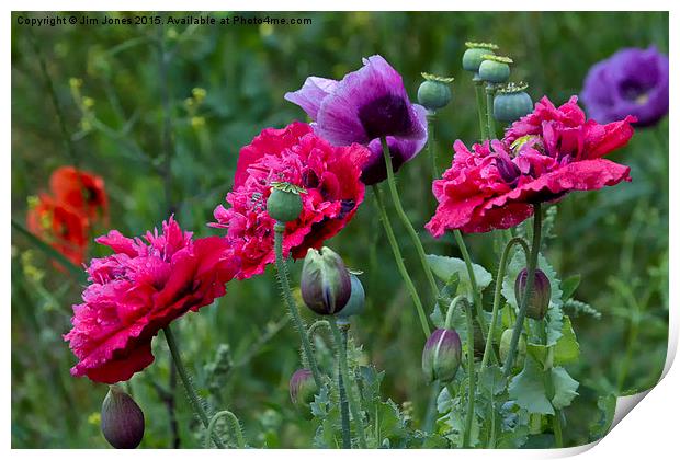  Colourful Poppies Print by Jim Jones