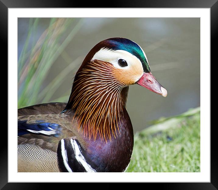  Mandarin Duck Framed Mounted Print by Geoff Storey