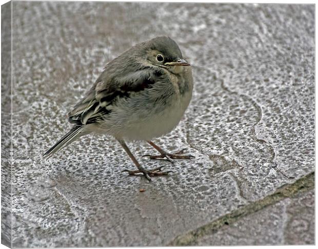  Pied Wagtail Chick Canvas Print by Geoff Storey