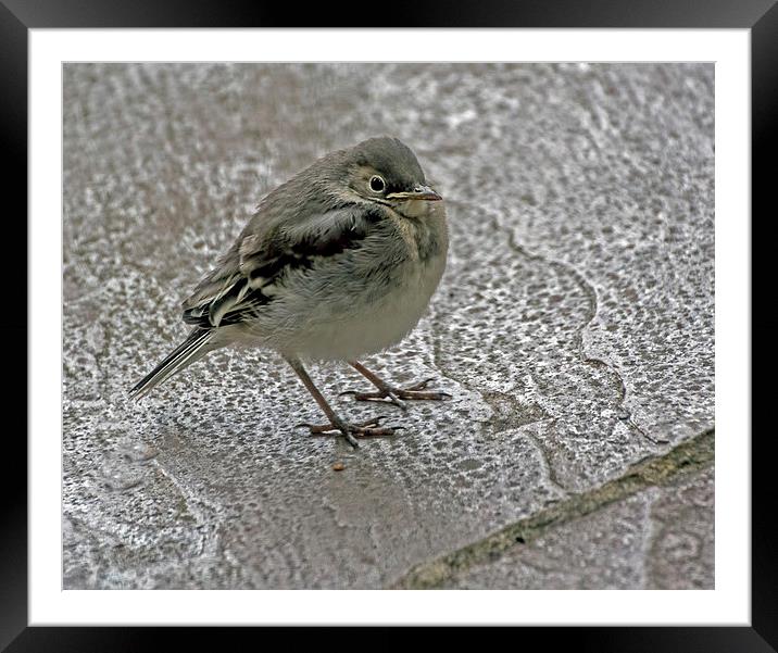  Pied Wagtail Chick Framed Mounted Print by Geoff Storey