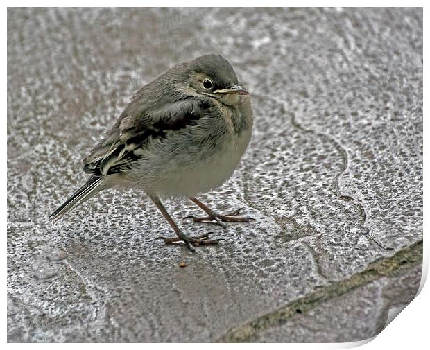  Pied Wagtail Chick Print by Geoff Storey