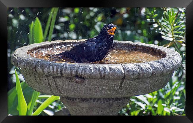  Bathing Blackbird Framed Print by Geoff Storey