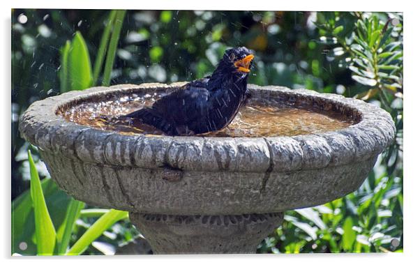  Bathing Blackbird Acrylic by Geoff Storey