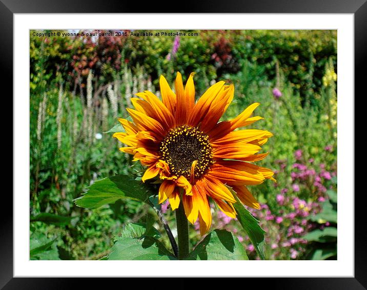  Sunflower Framed Mounted Print by yvonne & paul carroll