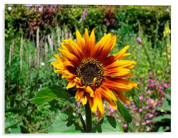  Sunflower Acrylic by yvonne & paul carroll