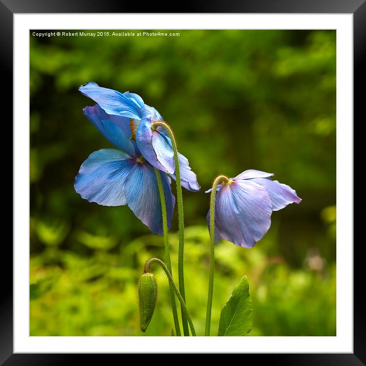 Meconopsis  Mrs Jebb Framed Mounted Print by Robert Murray