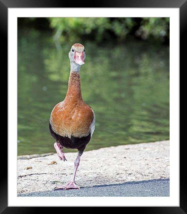  Black-bellied Whistling Duck Framed Mounted Print by Geoff Storey