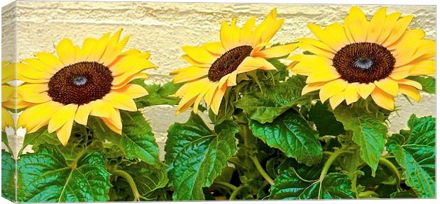  Sun Flowers Bring me Sunshine Canvas Print by Sue Bottomley