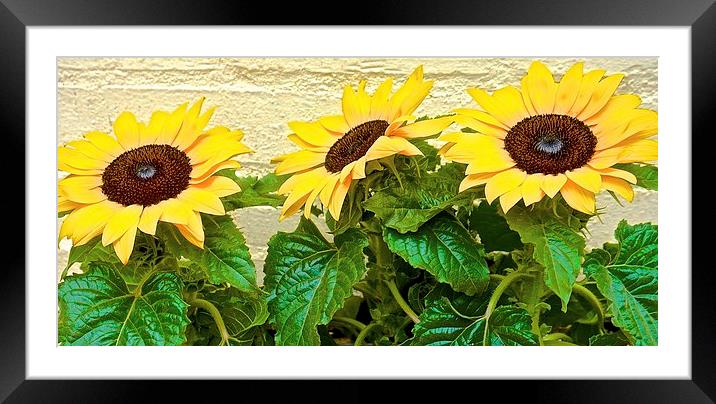  Sun Flowers Bring me Sunshine Framed Mounted Print by Sue Bottomley