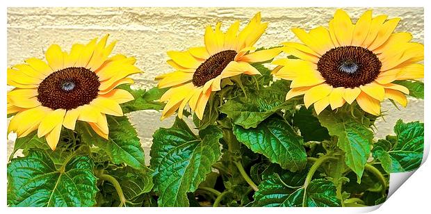  Sun Flowers Bring me Sunshine Print by Sue Bottomley