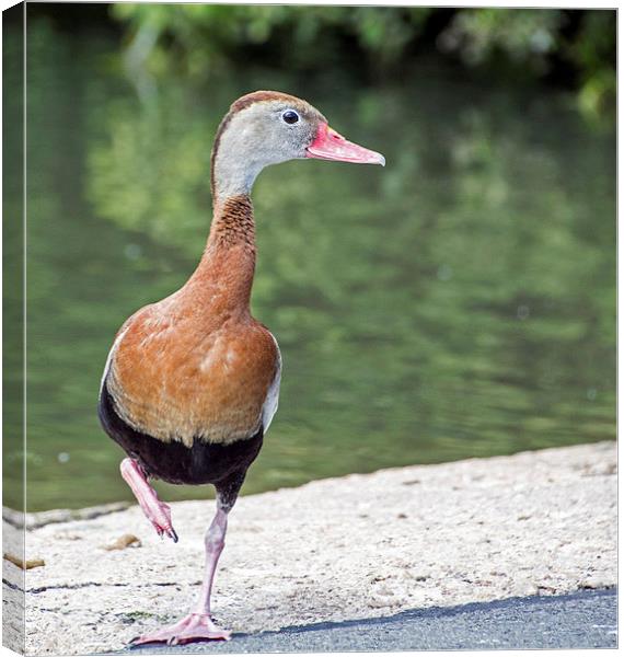   Black-bellied Whistling Duck (2) Canvas Print by Geoff Storey