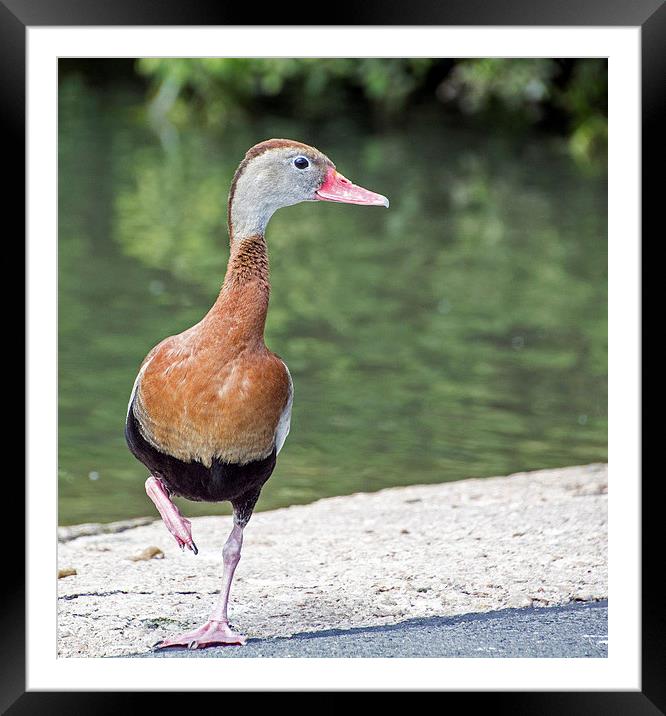   Black-bellied Whistling Duck (2) Framed Mounted Print by Geoff Storey