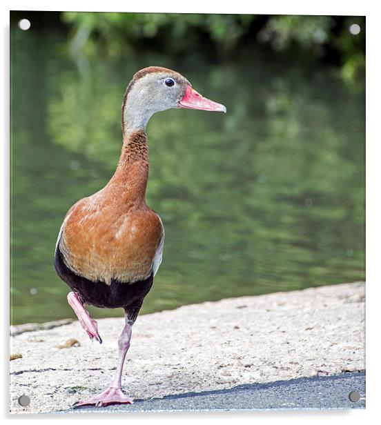   Black-bellied Whistling Duck (2) Acrylic by Geoff Storey