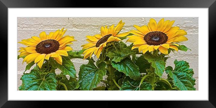  Three Sun Flowers in a row Framed Mounted Print by Sue Bottomley