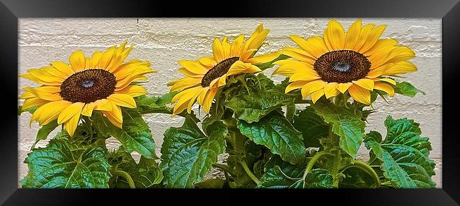  Three Sun Flowers in a row Framed Print by Sue Bottomley