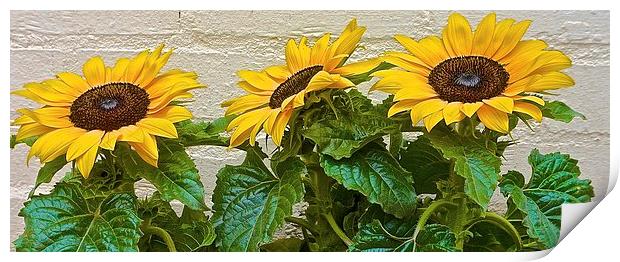  Three Sun Flowers in a row Print by Sue Bottomley