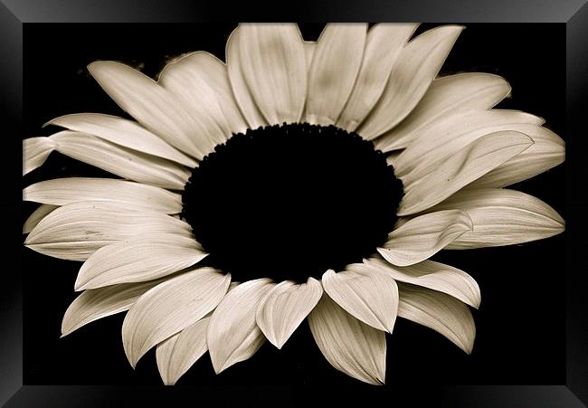  Sun Flower in Black and White Framed Print by Sue Bottomley