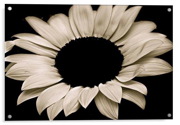 Sun Flower in Black and White Acrylic by Sue Bottomley