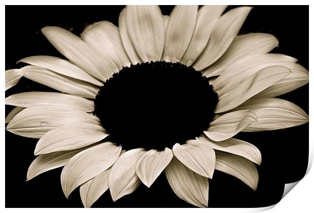  Sun Flower in Black and White Print by Sue Bottomley