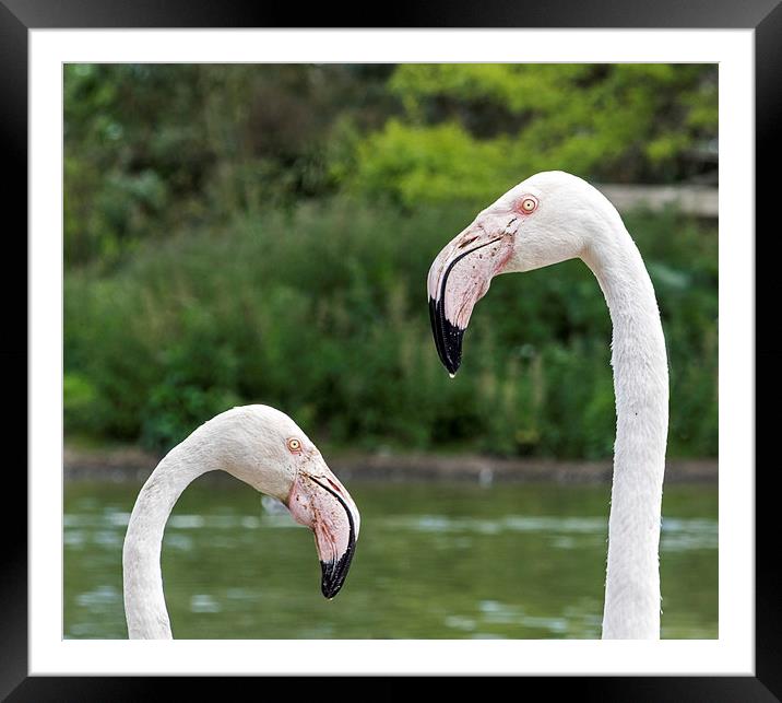  Greater Flamingoes Framed Mounted Print by Geoff Storey