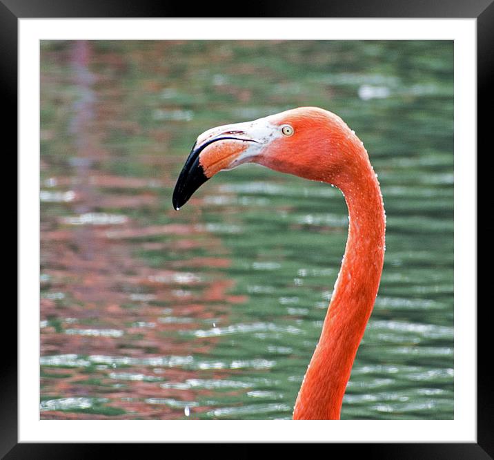  Chilean Flamingo Framed Mounted Print by Geoff Storey